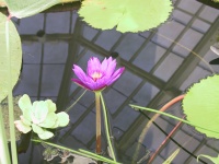 04_Water_Lillies.jpg