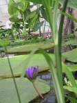 05_Water_Lillies.jpg