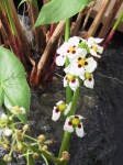 08_Water_flora.jpg