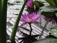 09_Lillies.jpg
