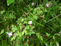 DSCN0697.JPG