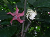 DSCN2261.JPG