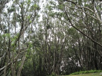IMG_1501.jpg