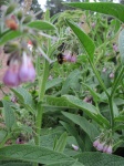 IMG_1520.jpg
