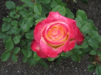 IMG_1538.jpg