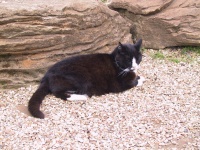 Oxford_Cat_in_repose.jpg