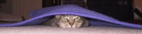 stuck_under_rug.jpg